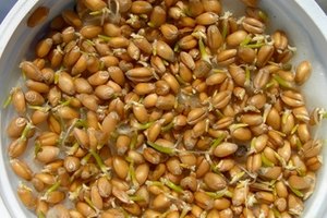 Los granos de trigo germinan de dos a tres días.