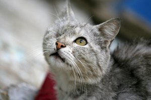 Hay muchos síntomas que pueden indicar que un gato está quedando ciego.