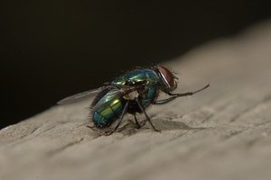 Las larvas de la mosca de la botella verde pueden ayudar con el desbridamiento.