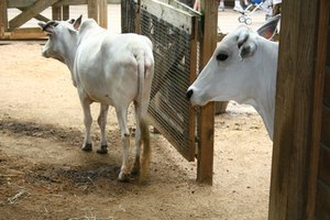 Administra la información de cada vaca de tu granja.