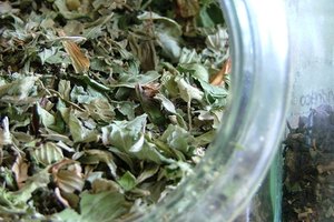 La planta camellia sinesis produce el té verde, según domatcha.com