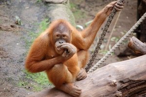 La palma es uno de los alimentos básicos de los orangutanes.