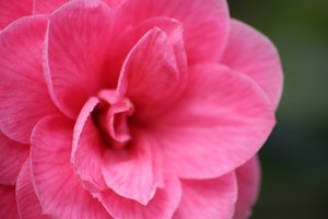 El aceite proveniente de la flor de camelia puede dejar el cabello brillante y saludable.