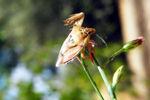 La enfermedad puede ser causada por la picadura de un insecto.