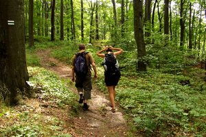 Realizar excursionismo por el bosque enriquece tu espíritu de campamento.