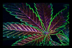 La marihuana es la droga ilegal más popular en el mundo.