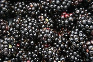Los arándanos de mejor sabor son púrpura oscuro con un acabado mate.