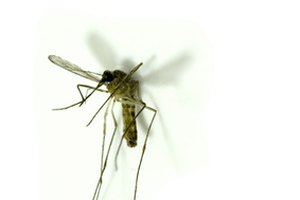 Mosquito.