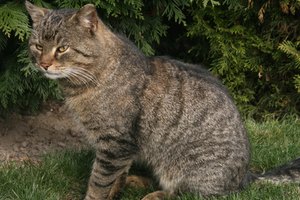 Las gatos pueden contraer los ancilostomas del suelo.