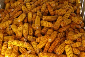 Carbohidratos