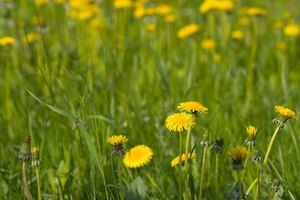 El diente de león, que es una pesadilla para los propietarios de viviendas suburbanas, se utiliza con fines medicinales.