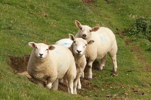 El aceite de lanolina se extrae de la lana de las avejas.