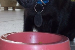Los gatos con problemas urinarios pueden prescribir una dieta especial.