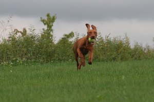 Un cachorro debe tener por lo menos dos sesiones de 40 minutos de ejercicio aeróbico todos los días.