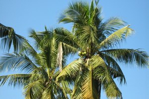 El alcohol cetearílico se deriva parcialmente de los cocos.
