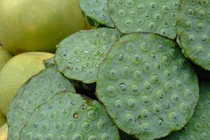 Las semillas de loto son valoradas por sus propiedades nutricionales y curativas en la medicina china.