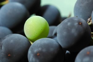 Las semillas de uvas son desperdicios de los viñedos y de la industria del jugo de uva.