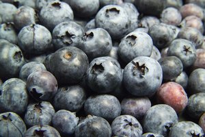 La Vaccinium angustifolium es la más común de muchas especies de arándanos.