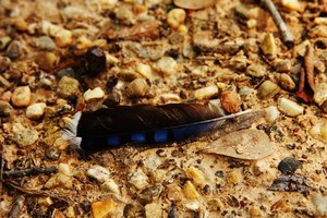 Una pluma puede incorporarse fácilmente en una búsqueda del tesoro.