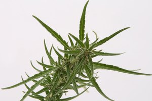 El THC pasa velozmente desde los pulmones al torrente sanguíneo.