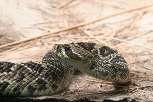 Serpiente de cascabel.