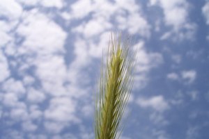 La cebada es una fuente dietética de beta glucano.