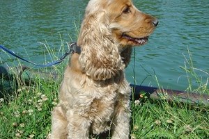 Los Cocker Spaniel son propensos a esta condición.