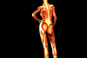 Las fibras blancas están hechas de tendones y ligamentos.