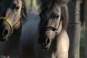 Observa al caballo.