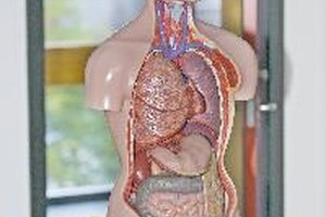 El colon tiene cuatro secciones: el colon ascendiente, el descendiente, el sigmoideo y el transverso.