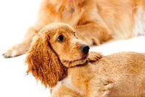 La ascitis en perros es un síntoma que nunca debe ser subestimado.