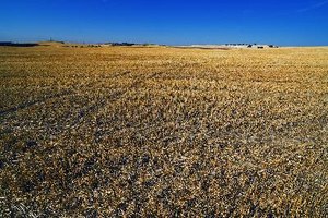 No comas productos de trigo.