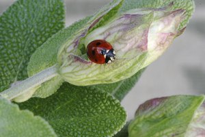 La salvia es una hierba amarga que se utiliza para tratar la menopausia, infecciones y problemas digestivos.