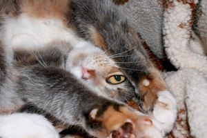 Los gatos pueden ser alergicos a los ácaros del polvo.