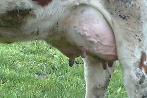 Bag Balm fue diseñado para aliviar las ubres de vaca agrietadas, pero se le han encontrado también otras aplicaciones fuera de la granja.