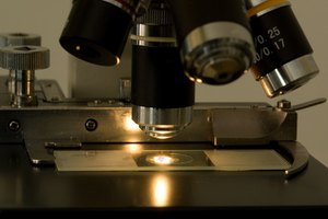 El diafragma del microscopio controla la cantidad de luz que pasa a través de la muestra.