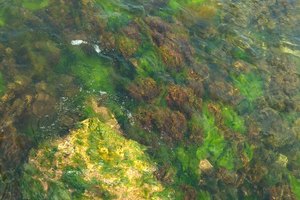 Las algas azul-verde se cree son buenas para la salud.