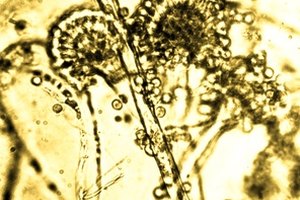 Una cámara microscopio casera puede grabar la imagen del espécimen, tal como se ve desde el ocular del microscopio.