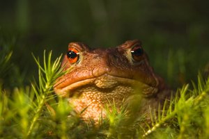 Los anfibios en general.