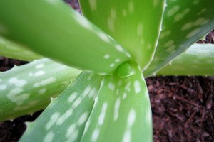 El extracto de aloe vera puede aliviar la picazón.