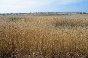 La alergia al trigo es común.