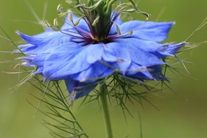 Nigella sativa ha sido utilizada durante siglos por sus propiedades medicinales.