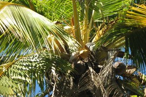 Los cocos verdes y jóvenes contienen agua de coco.