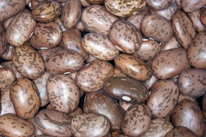 Los frijoles secos son una gran fuente magra de hierro.