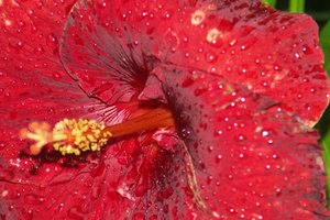 El hibisco no contiene cafeína, pero si contiene muchos compuestos saludables.