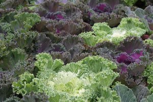 Comer verduras de hoja verde te proporciona fibra para una mejor digestión y te ayudará a eliminar el olor corporal.