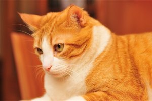Si ocurre alguna complicación, hay que llevar al gatito a una consulta con un veterinario lo más rápido posible.