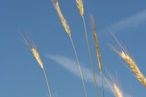 Los cereales Glucerna proporcionan 5 g de fibra dietética, cuyos beneficios incluyen regular los niveles de azúcar en la sangre, así como bajar el colesterol y reducir el riesgo de estreñimiento.