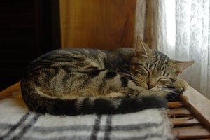 Tu gato necesitará descanso adicional para recuperarse totalmente de una infección bacteriana.