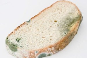 Pan con moho.